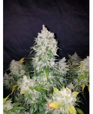 Stardawg Auto - Fast Buds - autoflowering