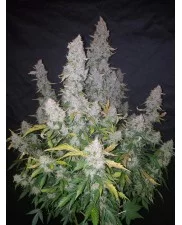 Stardawg Auto - Fast Buds - autoflowering