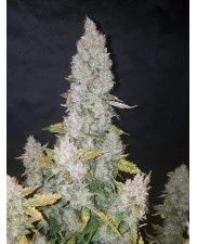 Stardawg Auto - Fast Buds - autoflowering