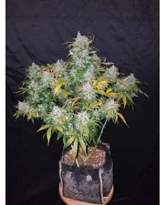 Stardawg Auto - Fast Buds - autoflowering