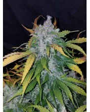 Stardawg Auto - Fast Buds - autoflowering