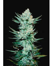 Tangie'matic - Fast Buds - autoflowering