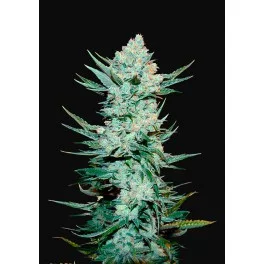 Tangie'matic - Fast Buds - autoflowering