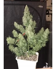 Tangie'matic - Fast Buds - autoflowering