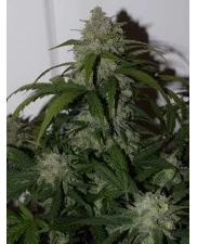 Tangie'matic - Fast Buds - autoflowering