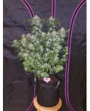 Tangie'matic - Fast Buds - autoflowering