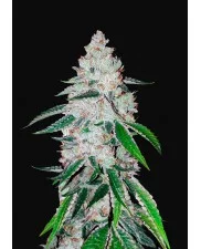 West Coast O.G. Auto - Fast Buds - autoflowering