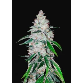 West Coast O.G. Auto - Fast Buds - autoflowering