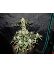 West Coast O.G. Auto - Fast Buds - autoflowering