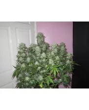 West Coast O.G. Auto - Fast Buds - autoflowering
