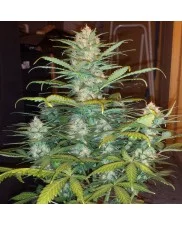 West Coast O.G. Auto - Fast Buds - autoflowering
