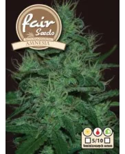 Auto Amnesia - Fair Seeds - autoflowering