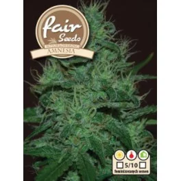 Auto Amnesia - Fair Seeds - autoflowering