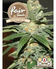 Auto Jack  - Fair Seeds - autoflowering
