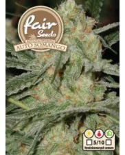 Auto Somango - Fair Seeds - autoflowering
