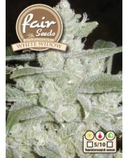 Auto White Widow - Fair Seeds - autoflowering