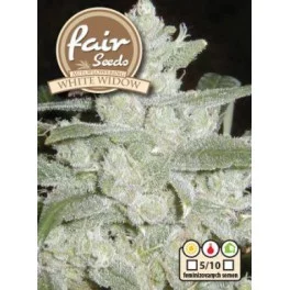 Auto White Widow - Fair Seeds - autoflowering