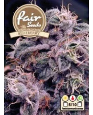 AutoBlueberry  - autoflowering - Fair Seeds - autoflowering
