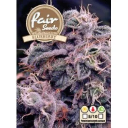 AutoBlueberry  - autoflowering - Fair Seeds - autoflowering