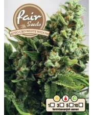 Auto CBD White Widow - Fair Seeds - léčebná autoflowering semena