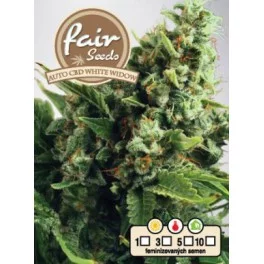 Auto CBD White Widow - Fair Seeds - léčebná autoflowering semena