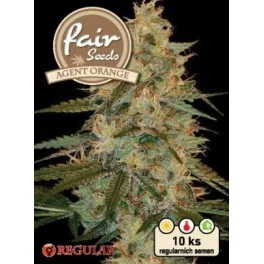 Agent Orange - Fair Seeds - Regular nefeminizovaná semena