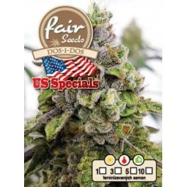 Dos-i-Dos - Fair Seeds - feminizovaná semena