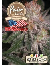Budmint - Fair Seeds - feminizovaná semena