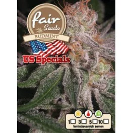 Budmint - Fair Seeds - feminizovaná semena