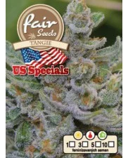 Tangie - Fair Seeds - feminizovaná semena
