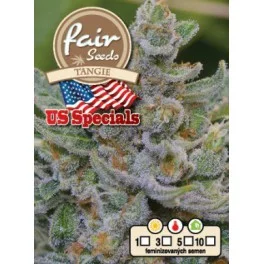 Tangie - Fair Seeds - feminizovaná semena