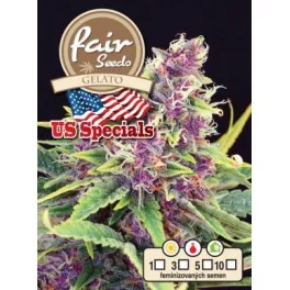 Gelato - Fair Seeds - feminizovaná semena