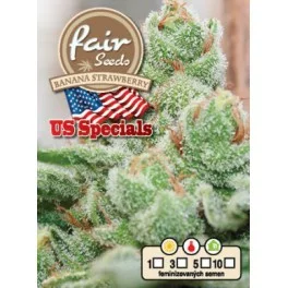Banana Strawberry - Fair Seeds - feminizovaná semena
