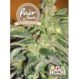 White Critical  - Fair Seeds - feminizovaná semena