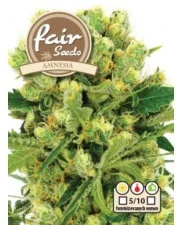 Amnesia - Fair Seeds - feminizovaná semena