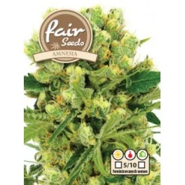 Amnesia - Fair Seeds - feminizovaná semena