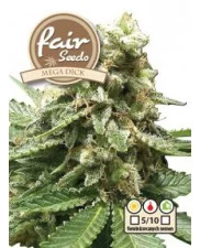MegaDick - Fair Seeds - feminizovaná semena