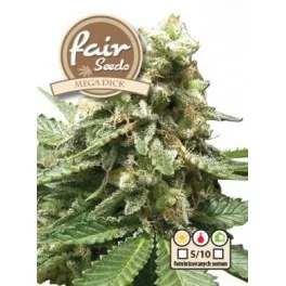 MegaDick - Fair Seeds - feminizovaná semena