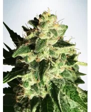 Auto God's Glue - Ministry of Cannabis - autoflowering