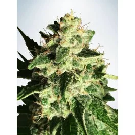Auto God's Glue - Ministry of Cannabis - autoflowering