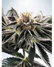 Mandarin Gelato - Ministry of Cannabis - feminizovaná semena