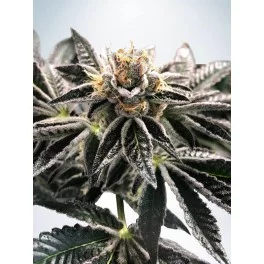 Mandarin Gelato - Ministry of Cannabis - feminizovaná semena