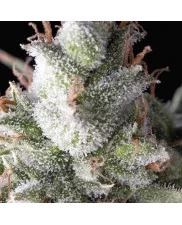 Auto Ramses - Pyramid Seeds - autoflowering