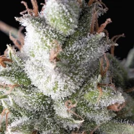 Auto Ramses - Pyramid Seeds - autoflowering