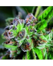 Watermelon Zkittlez - Pyramid Seeds American Strains - feminizovaná semena