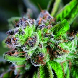 Watermelon Zkittlez - Pyramid Seeds American Strains - feminizovaná semena