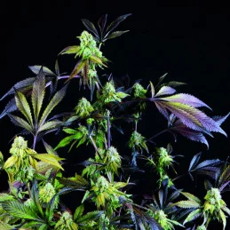 Sunset Sherbet - Pyramid Seeds American Strains - feminizovaná semena