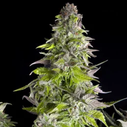 Romulan - Pyramid Seeds American Strains - feminizovaná semena