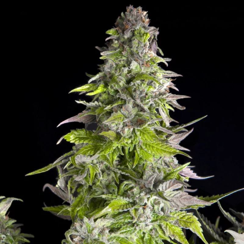 Romulan - Pyramid Seeds American Strains - feminizovaná semena