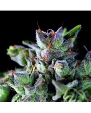 Gorila - Pyramid Seeds American Strains - feminizovaná semena